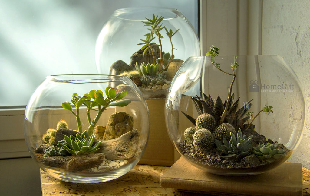 Tiểu cảnh terrarium mở