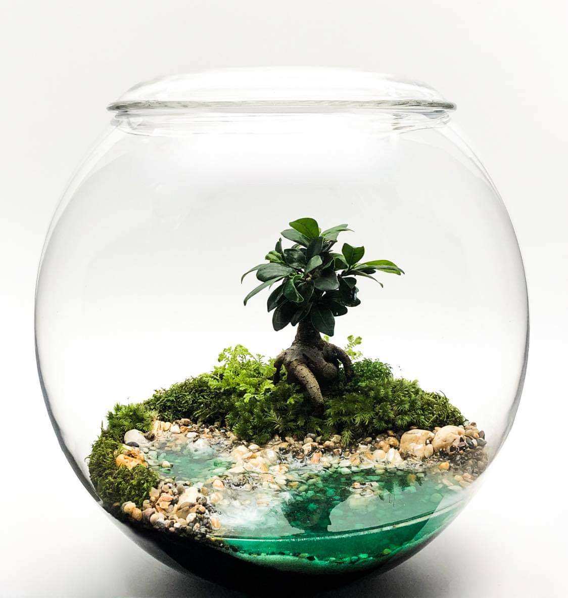 Tiểu cảnh terrarium kín